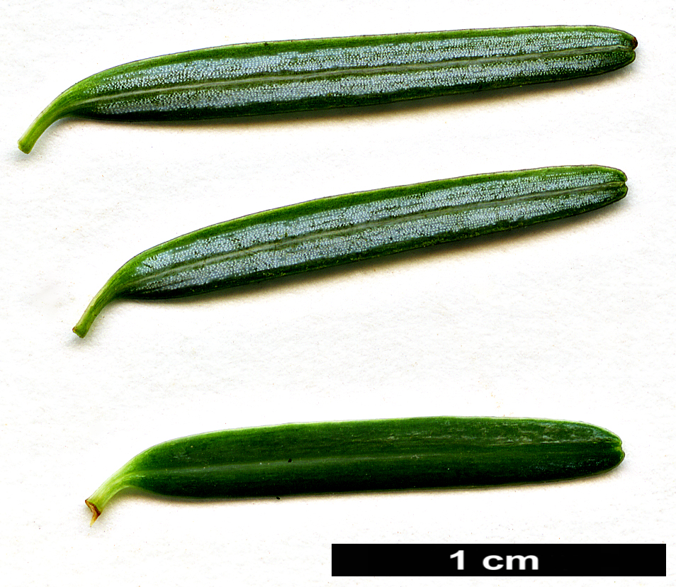 High resolution image: Family: Pinaceae - Genus: Tsuga - Taxon: chinensis - SpeciesSub: var. chinensis